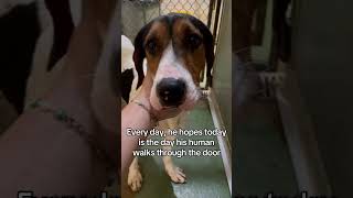 Video preview image #1 Treeing Walker Coonhound Puppy For Sale in Huntley, IL, USA