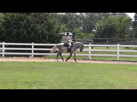 Antares Short WD 7 2019v2