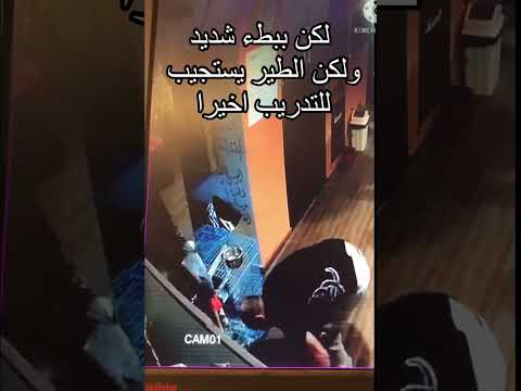 Hany Nagy - a Wild cocktail parrot training تدريب كوكتيل غير اليف في يوم واحد