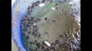 preview picture of video 'Turtle Sanctuary in Cherating, Malaysia'