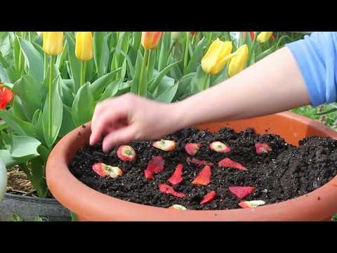 Planting Seeds From Store Bought Strawberries! Episode 1