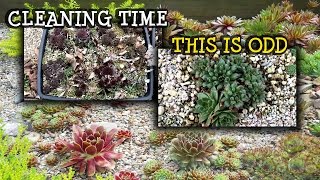 SEMPERVIVUM ODDITY & TRAY CLEAN UP - SUCCULENT PLANTS FROM MY COLLECTION