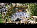 Garden Wildlife Camera UK 13 APR 2020