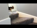 Beagle - Beagle puppy learns how to go down stairs... FUNNY ENDING Beagle - Beagle puppy learns how to go down stairs... FUNNY ENDING