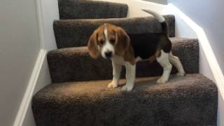 Beagle puppy learns how to go down stairs... FUNNY ENDING down gameplay video by eschmitt, 1:33 duration