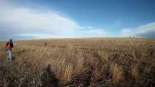 preview picture of video 'January 2012 Quail Run Hunt, Kiowa, Colorado - Part 1'