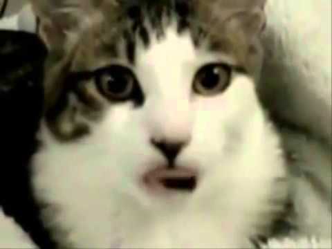 Funny Amaizinge Cats Must Watch
