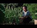 Harvesting Taro Lotus Making Fresh Cold Dish Out Of It