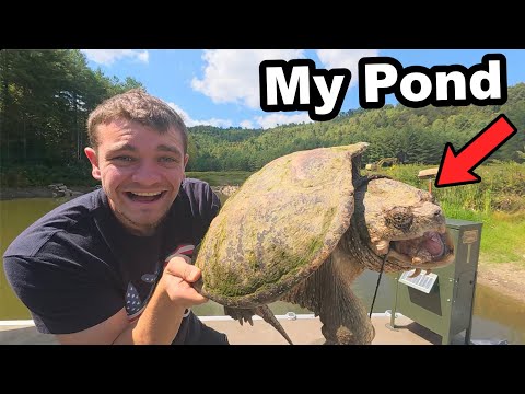I Trapped the Snapping Turtles Out of My Pond!