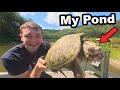 I Trapped The Snapping Turtles Out Of My Pond