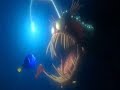 Anglerfish Sound Effect From Finding Nemo