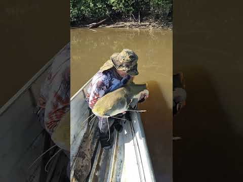 Nuestro gran parcero @Anderson Silva "Alemao" libera una Pirarará do Río Japurá,  Amazonas Brasil