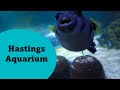 Blue Reef Aquarium Hastings East Sussex Hastings Seafront Attraction