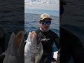 Black Grouper & Margate off 1 rock | First trip after hurricane Ian #spearfishing #grouper #ian