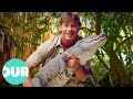 Steve Irwin Versus Deadly Snakes Crocodiles Our World