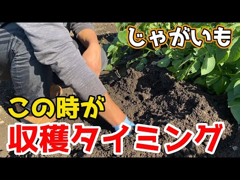 ジャガイモの収穫 観察 計算 実験が適切な時期を決定する