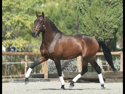 ZURDO DE SUSAETA - SIRED BY POETA DE SUSAETA - BREEDING DRESSAGE HORSES