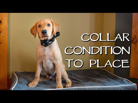 Labrador Retriever Collar Condition To Place - Gun Dog Training