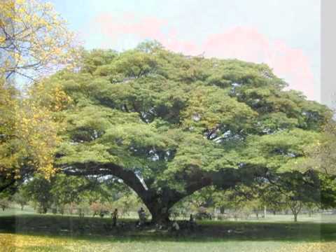 * ANSELMO LOPEZ "EL REY DE LA BANDOLA", (SEIS PAJUELIAO)