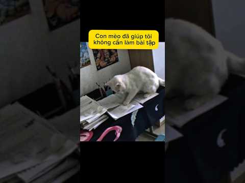 Con mèo đã giúp tôi làm Bài Tập hè.|Xàm một chút#giaitri #shorts #giaitri