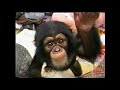 Animal Kingdom Disney Channel Feature 2001 Walt Disney World