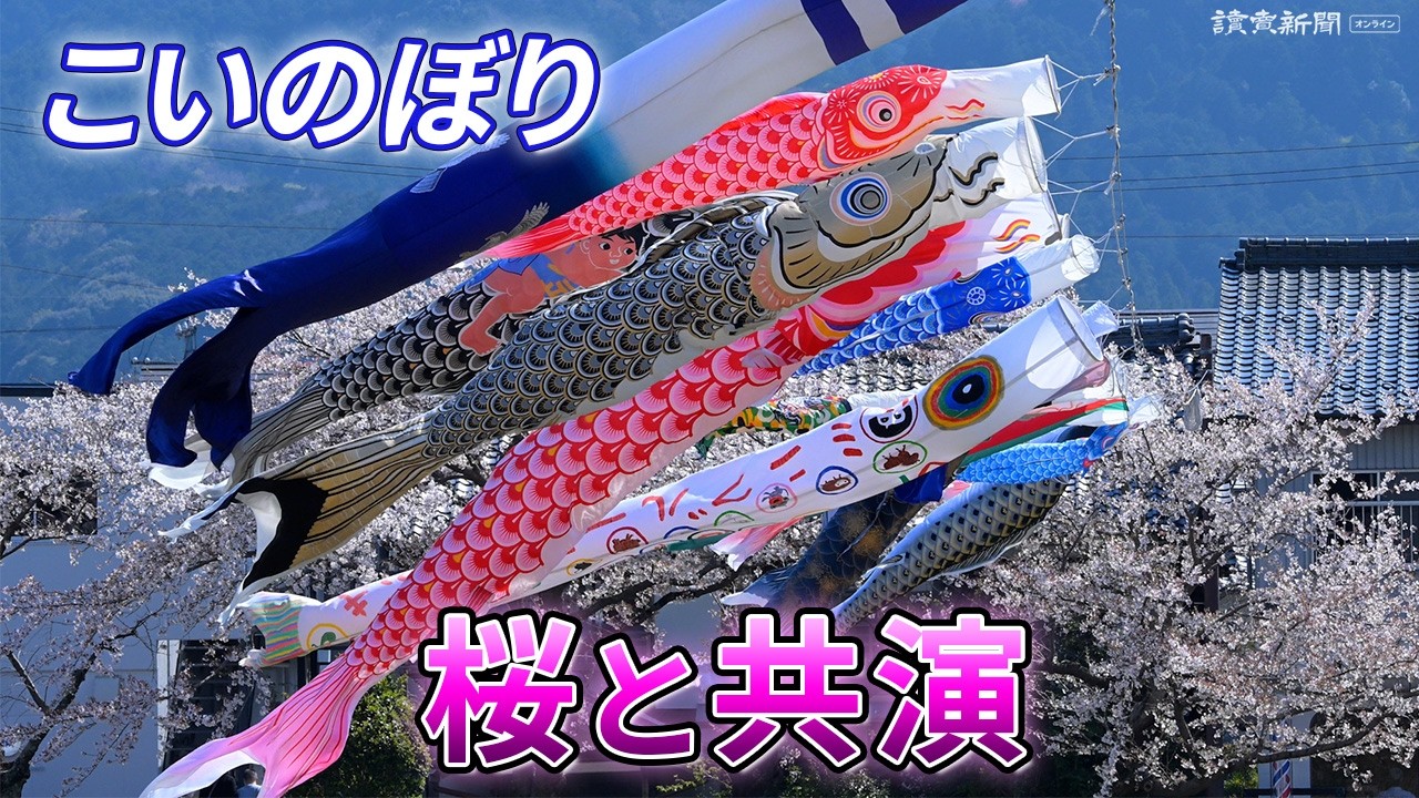 春風に乗るこいのぼり３００匹、桜と共演…岐阜・垂井町