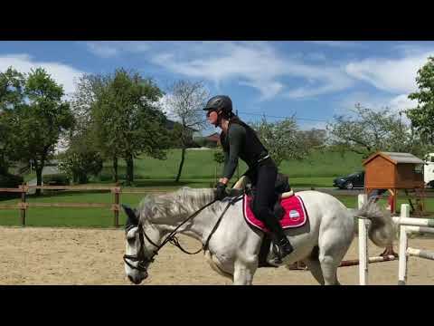 Herr Cornet - 6-jähriges Springpferd:         Hermes de Lux X Cornet Obolensky