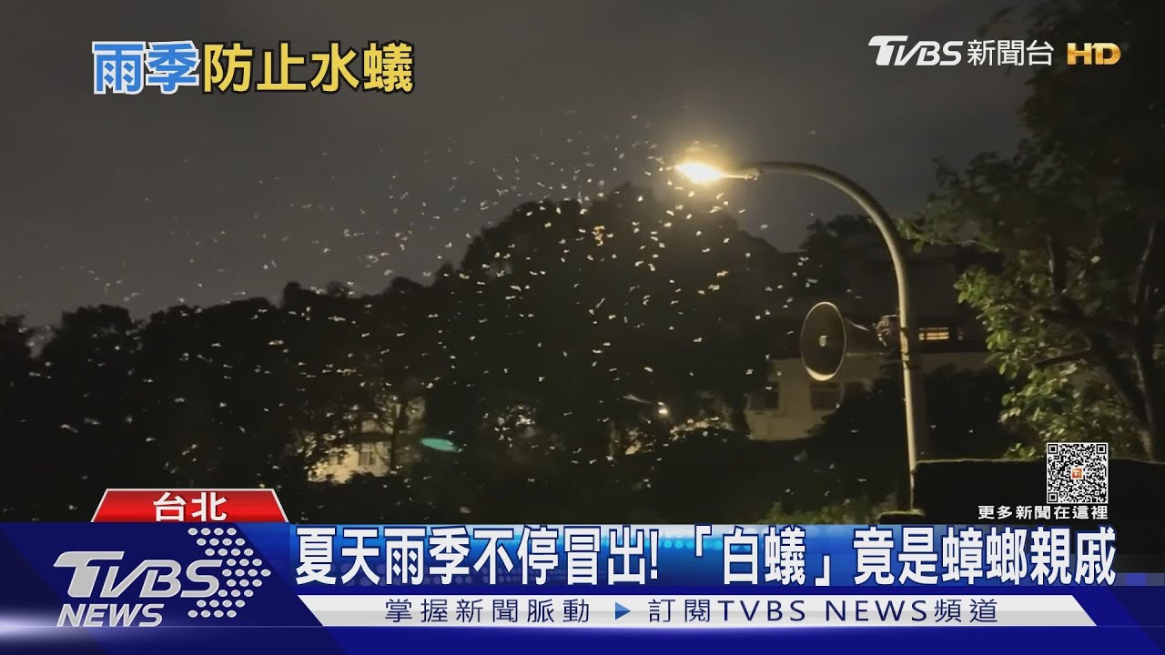 驚!白蟻竟是「蟑螂親戚」! 三招有效杜絕白蟻入侵