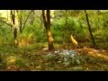 Антон Семёнов - Мой старый лес 