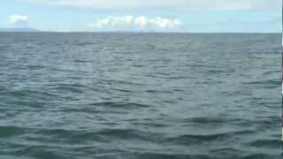 preview picture of video 'Delfín con hijito en Bahía Solano'