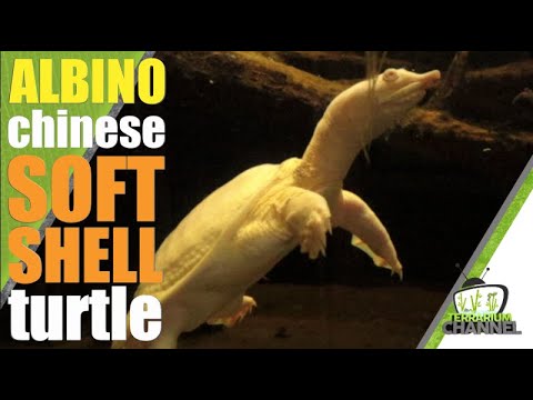 , title : 'ALBINO Chinese softshell turtle CARE, Pelodiscus sinensis update@terrariumchannel'