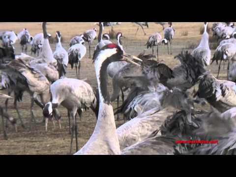 Grulla común Gallocanta parte II ( Grus grus )