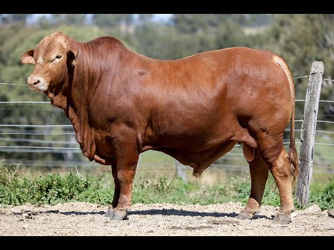 DN Sale 2022 Lot 367 Garthowen Curious George 3