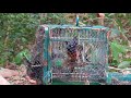 Pikat Burung Murai Batu Di Dalam Hutan