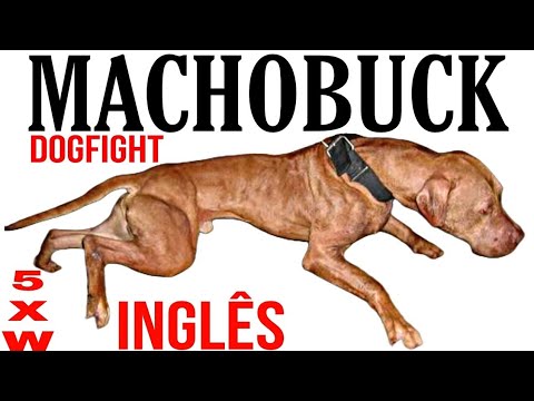 The Pit Bull - MACHOBUCK 5xW - Dog Fighter History - Grand Champion #apbt #dogfights #pitbulls