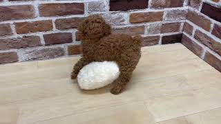 トイプードルの動画01