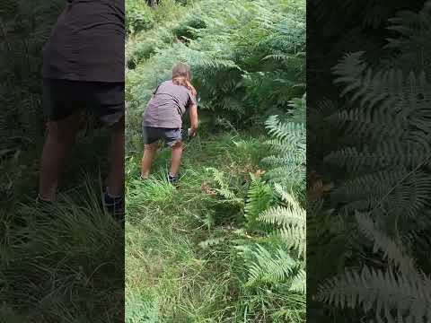 Life in national parck Domogled 🇷🇴🇷🇴🇷🇴🌦