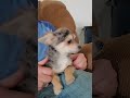 Chihuahua dogs for sale: Geronimo - Video 1