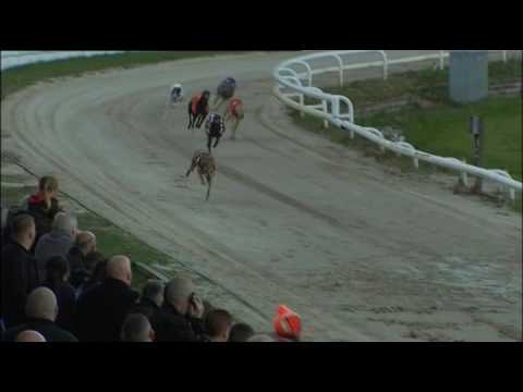 2017 RPGTV PUPPY FINAL - T4 THE OTHER REG