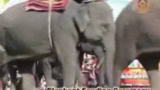 preview picture of video 'Elephant Roundup Surin Thailand 2007-3'