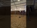 Hongre Pie Bai 3 ans Selle Fran&ccedil;ais 