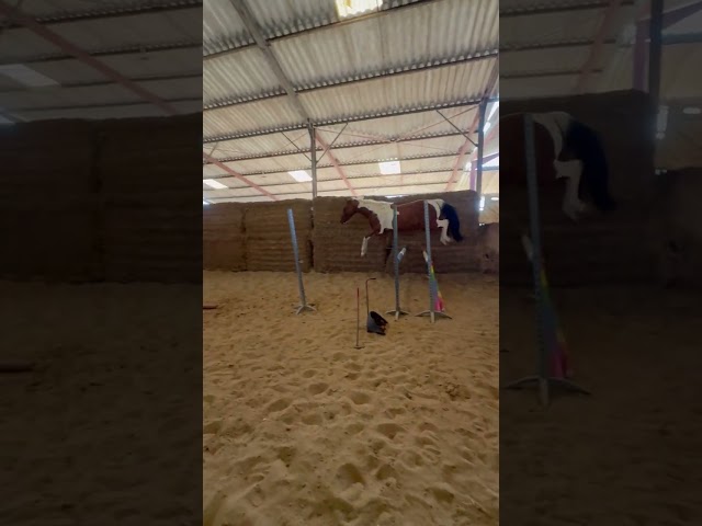 Hongre Pie Bai 3 ans Selle Fran&ccedil;ais 