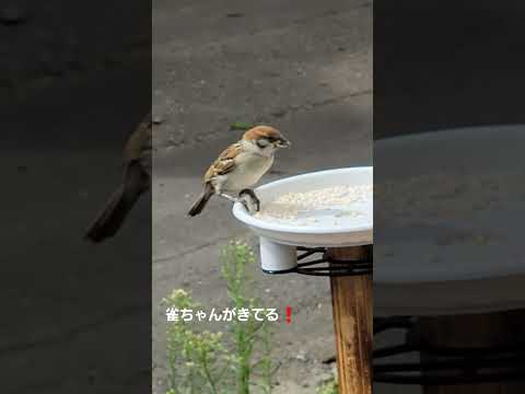 野鳥への餌やりはいつやめるべきですか?春のお手入れ方法は？  庭園