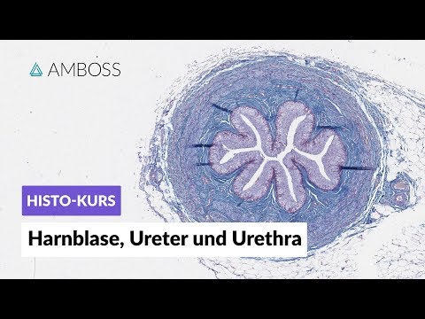 Histologie Harnblase, Ureter und Urethra - Mikroskopische Anatomie - AMBOSS-Video