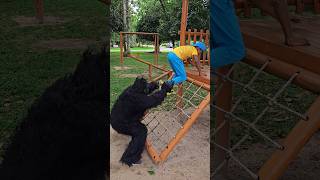 Download lagu The Great Kong Scare #funny #viral #funnyvideo #comedy #like #monkey #gorilla mp3 Download lagu The Great Kong Scare #funny #viral #funnyvideo #comedy #like #monkey #gorilla mp3