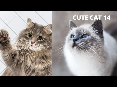 Funny Cat Scares Of Ordinary Things - Cute And Funny Cat Reactions | Aww Animals # 14