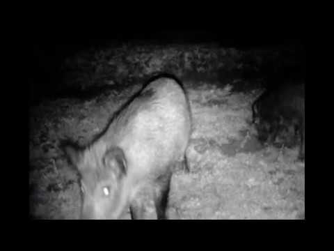 Wildschweine in Altneudorf