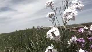 Salt Skin - Ellie Goulding (Unofficial Music Video)