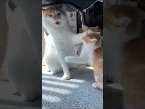 子猫に絡まれて優しく「やめて」と諭す兄猫　　#猫 #cat  #shorts
