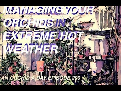 AN ORCHID A DAY EP 290  DEALING WITH ORCHIDS IN EXTREME HEAT #orchidgreenhouse